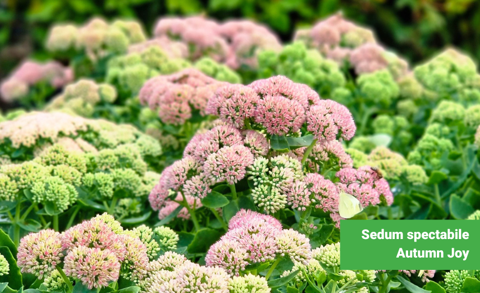 Sedum spectabile Autumn Joy succulent with pink flower heads